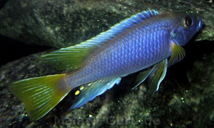 Pseudotropheus sp. 'acei'